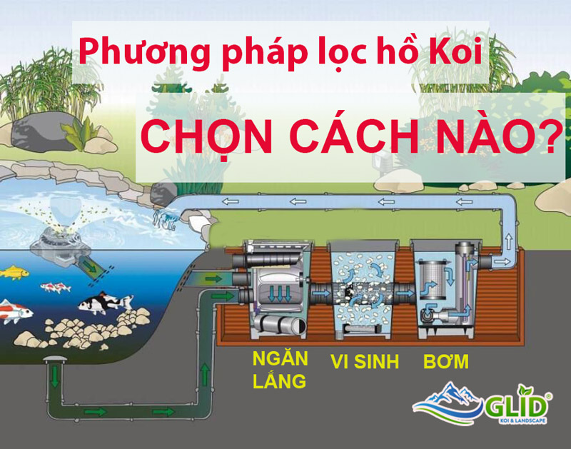 Nguyên lý hoạt động hệ lọc hồ cá koi